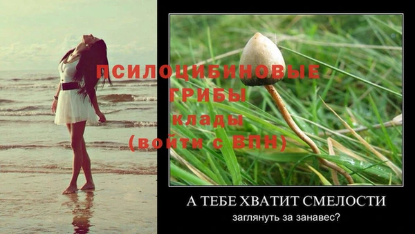 стаф Вязьма