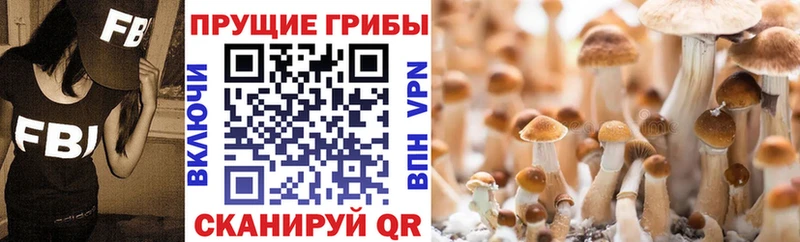 Купить закладки  Саяногорск  Галлюциногенные грибы Psilocybe 