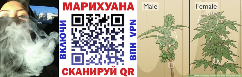 Конопля Bruce Banner  Купить где  Саяногорск 